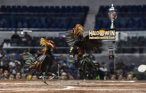 sabong derby 2023 full video|WORLD SLASHER CUP .